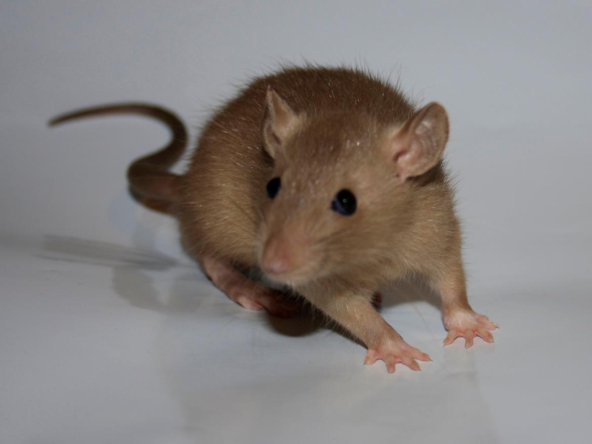 Tamrotte Alenya's Peter Plys billede 10