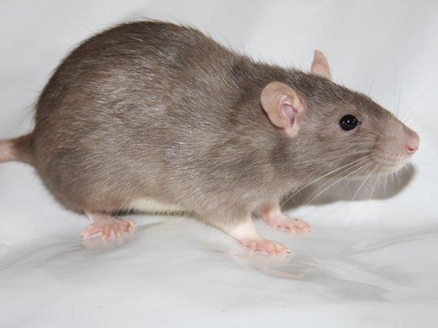 Tamrotte Minky Dinky billede 1