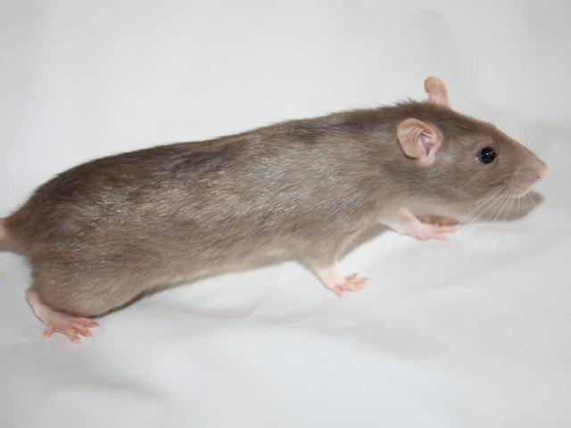 Tamrotte Minky Dinky billede 2