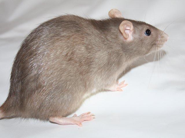 Tamrotte Minky Dinky billede 3