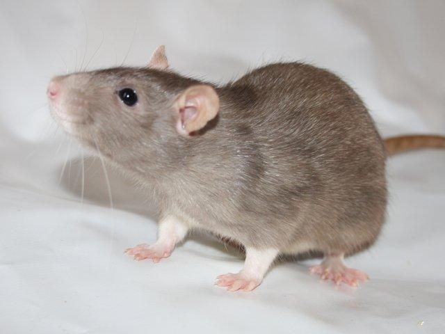 Tamrotte Minky Dinky billede 4