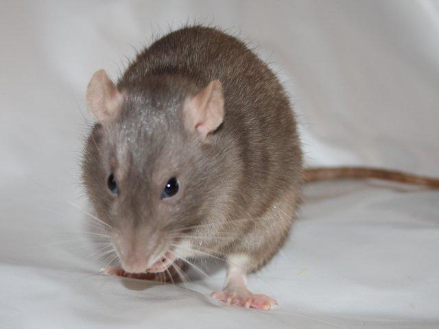 Tamrotte Minky Dinky billede 5