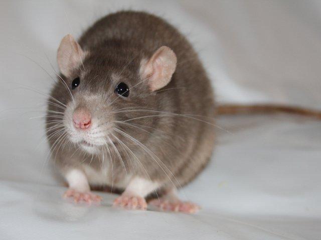 Tamrotte Minky Dinky billede 6