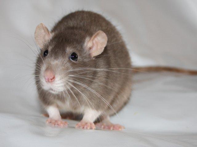 Tamrotte Minky Dinky billede 7