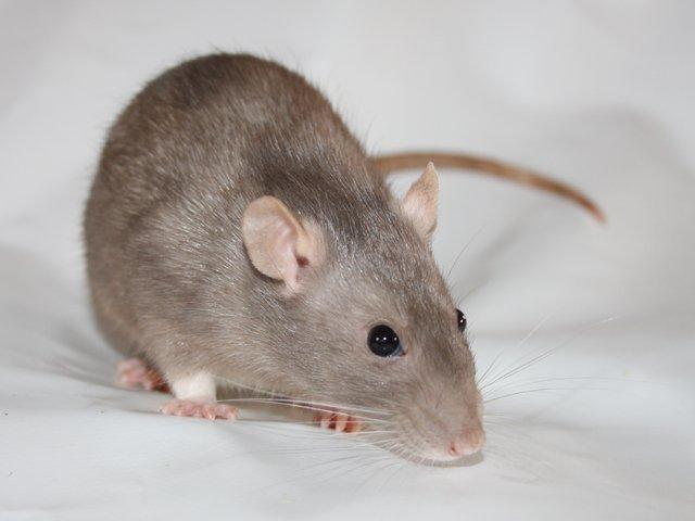 Tamrotte Minky Dinky billede 8