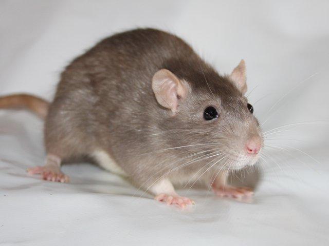 Tamrotte Minky Dinky billede 9