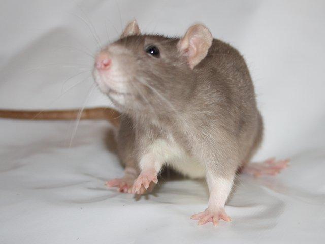 Tamrotte Minky Dinky billede 10