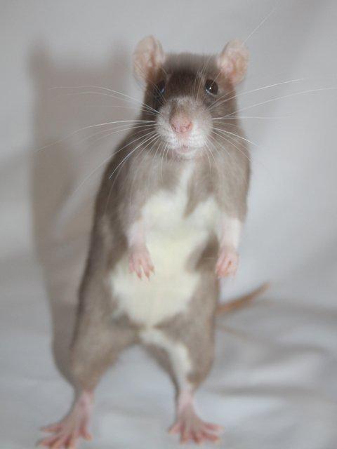 Tamrotte Minky Dinky billede 11