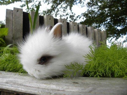 Kanin Teddy Draco billede 1