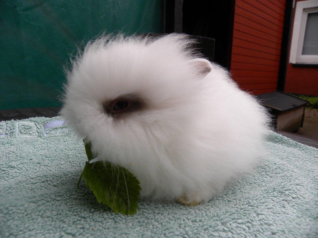 Kanin Teddy Draco billede 7