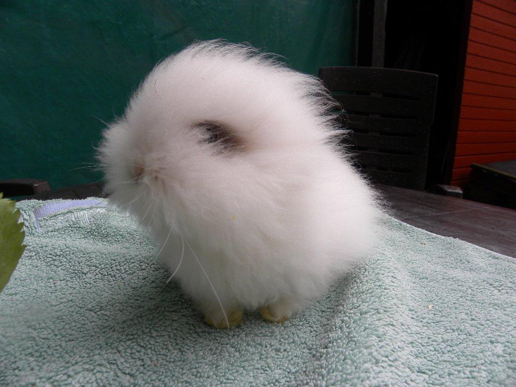 Kanin Teddy Draco billede 9