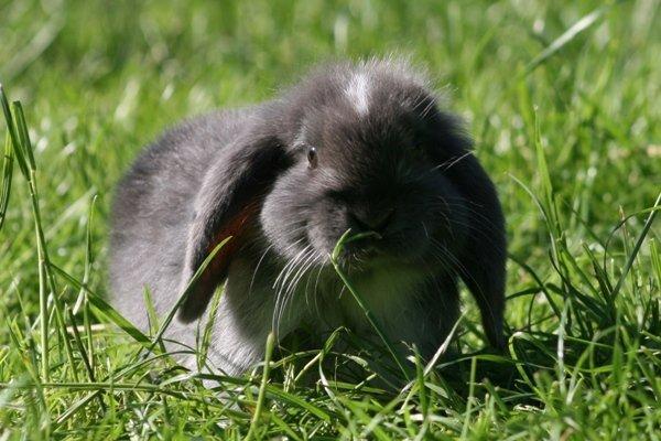 Kanin Flora Raps billede 2