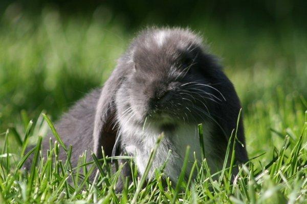 Kanin Flora Raps billede 3