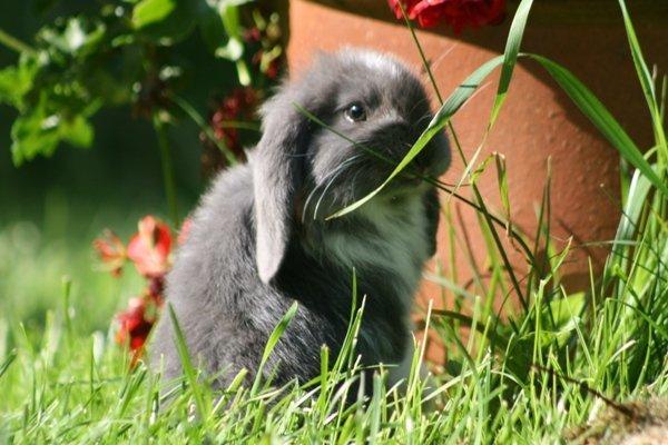 Kanin Flora Raps billede 4