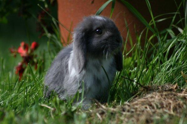 Kanin Flora Raps billede 5