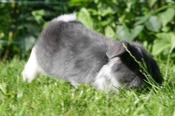 Kanin Flora Raps billede 6