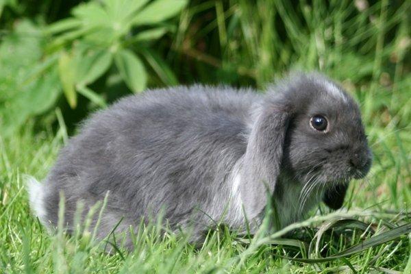 Kanin Flora Raps billede 7