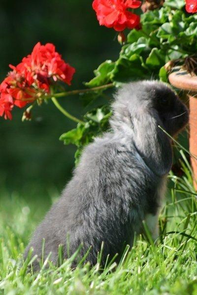 Kanin Flora Raps billede 8