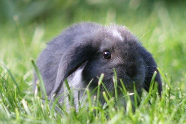 Kanin Flora Raps billede 9