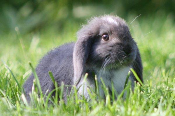 Kanin Flora Raps billede 10