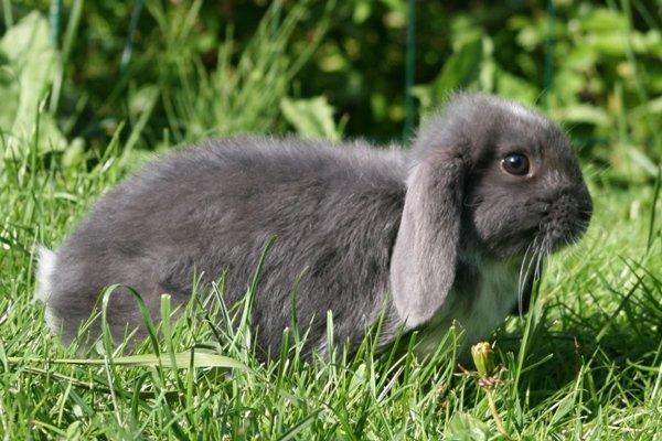 Kanin Flora Raps billede 11