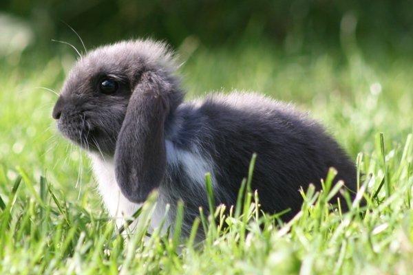 Kanin Flora Raps billede 12