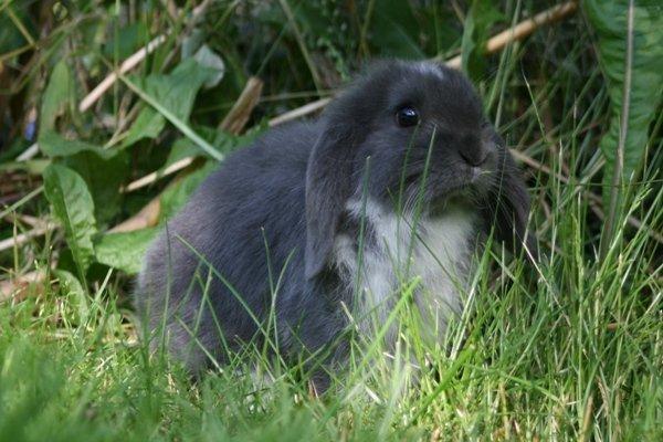 Kanin Flora Raps billede 13