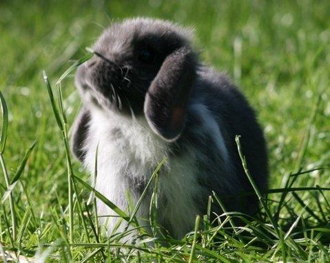 Kanin Flora Raps billede 14