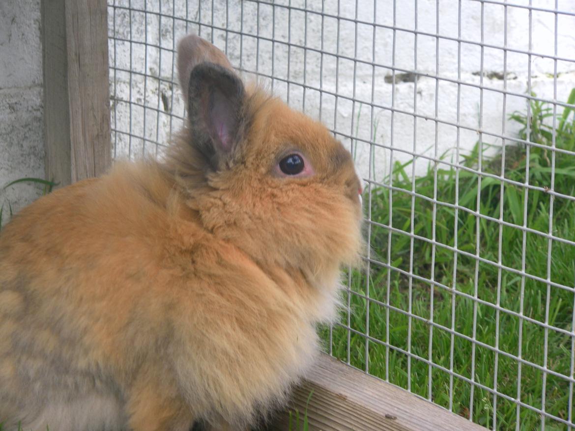 Kanin CervinaGaard's BellaDonna billede 8