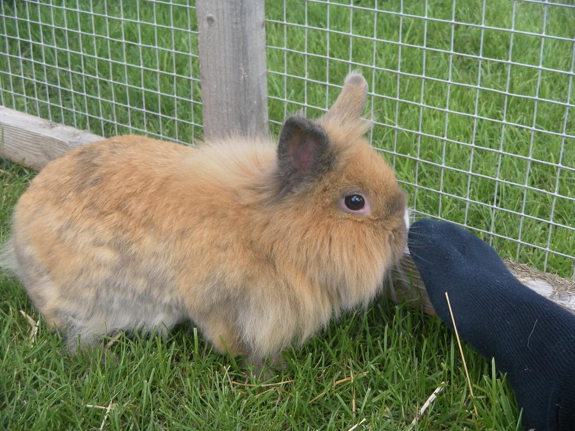 Kanin CervinaGaard's BellaDonna billede 9