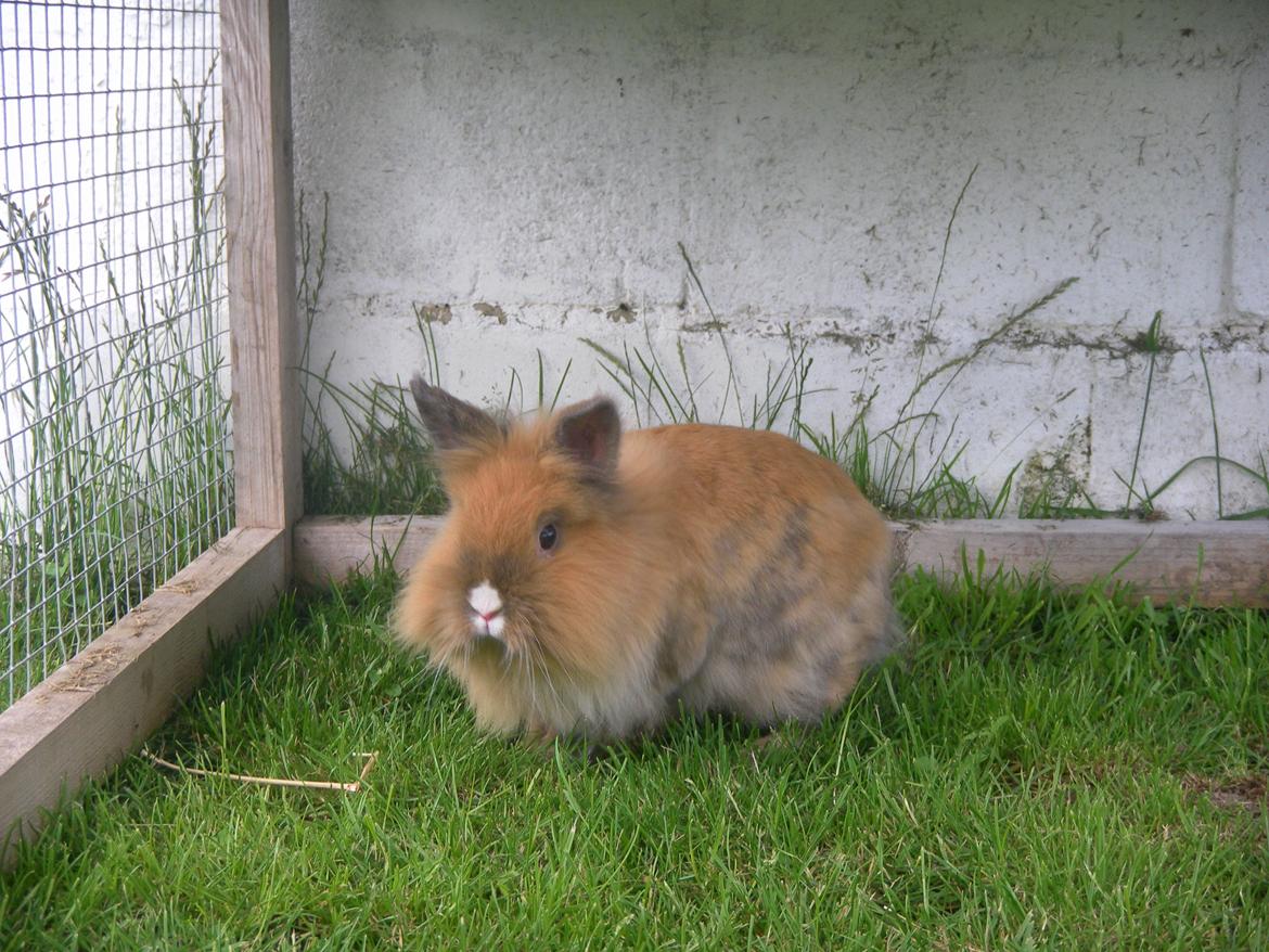 Kanin CervinaGaard's BellaDonna billede 10