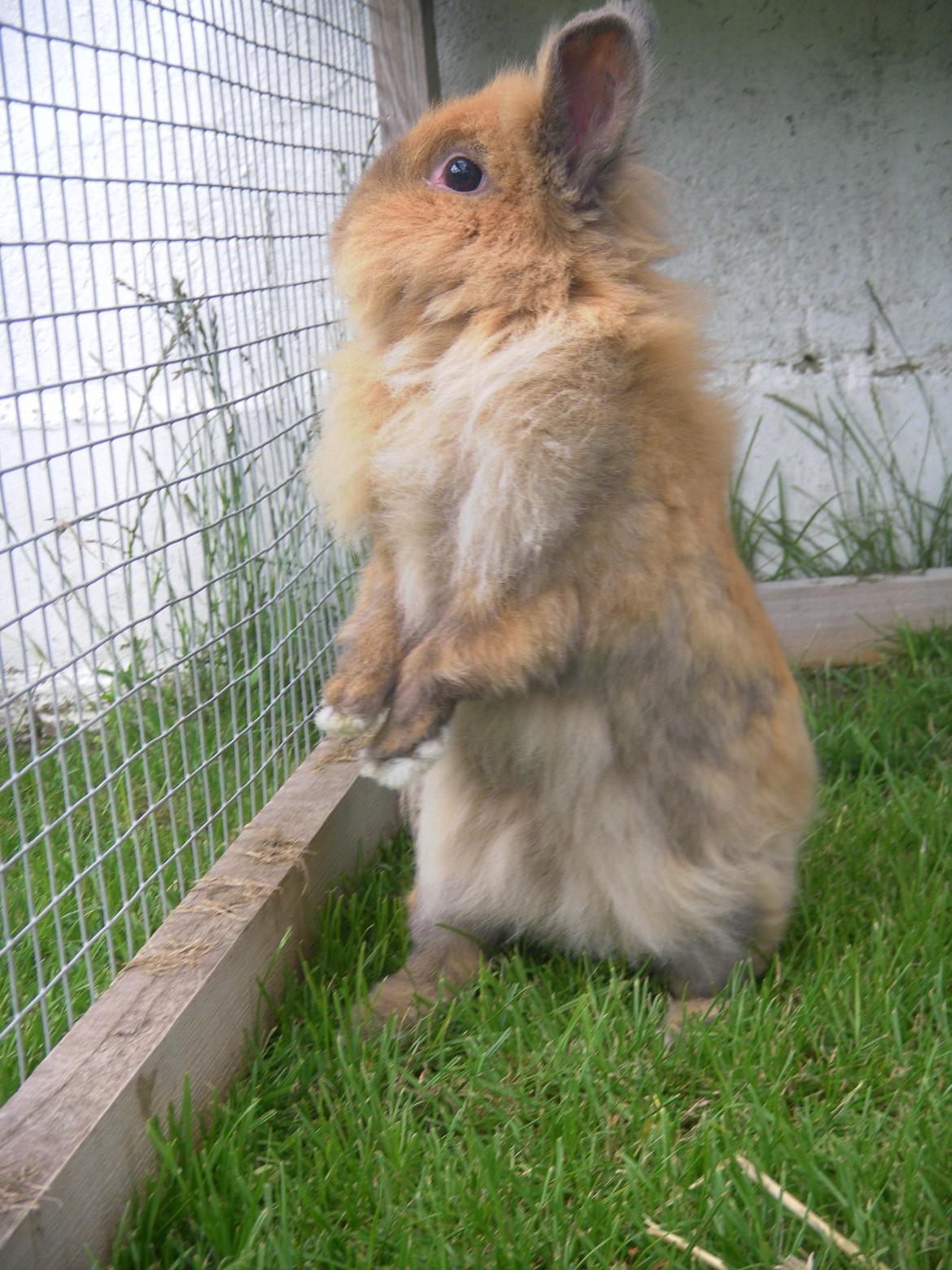 Kanin CervinaGaard's BellaDonna billede 11