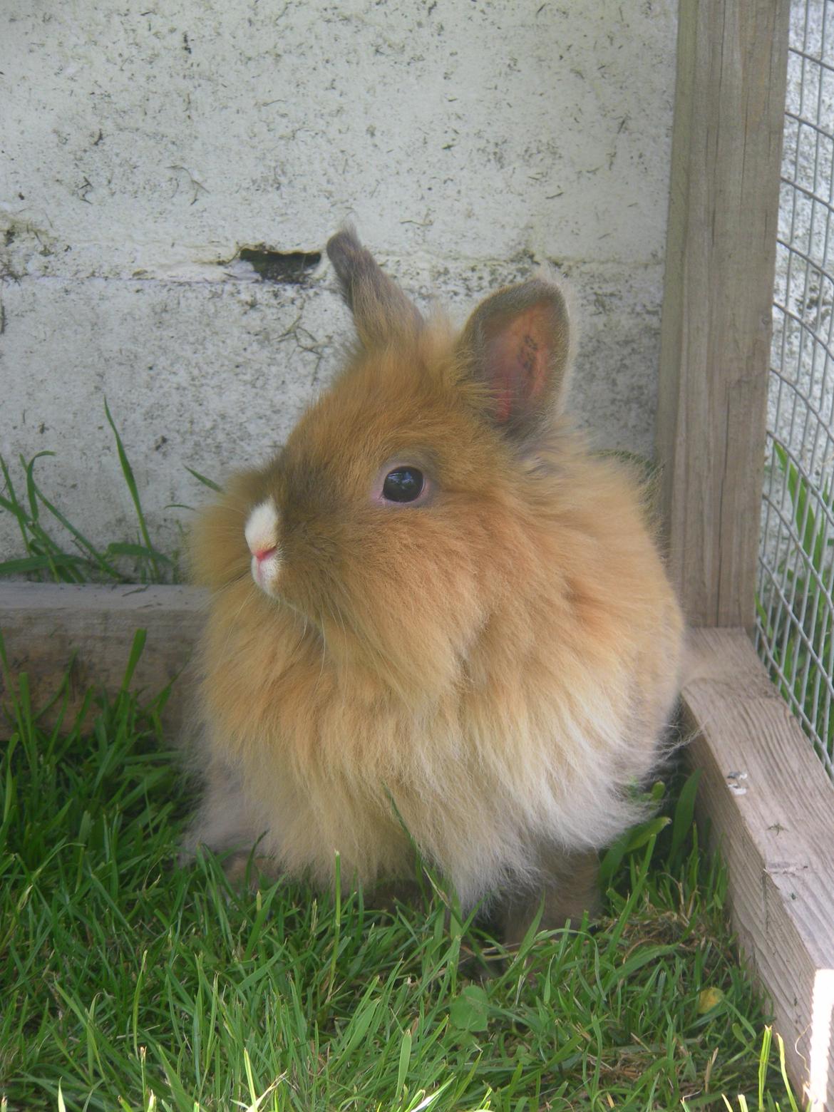 Kanin CervinaGaard's BellaDonna billede 12