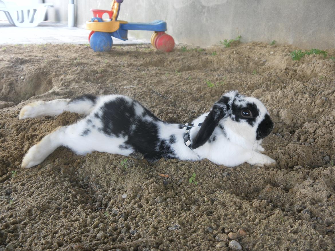 Kanin Hønsehuset's No Fear billede 12