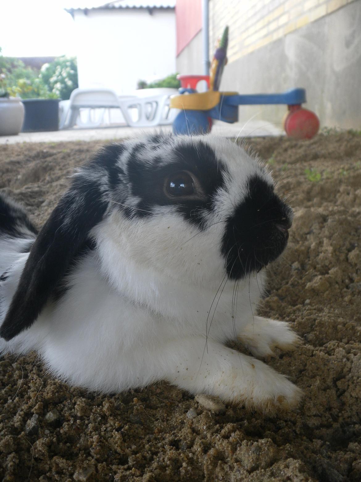 Kanin Hønsehuset's No Fear billede 13