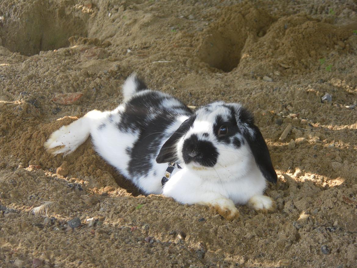 Kanin Hønsehuset's No Fear billede 14