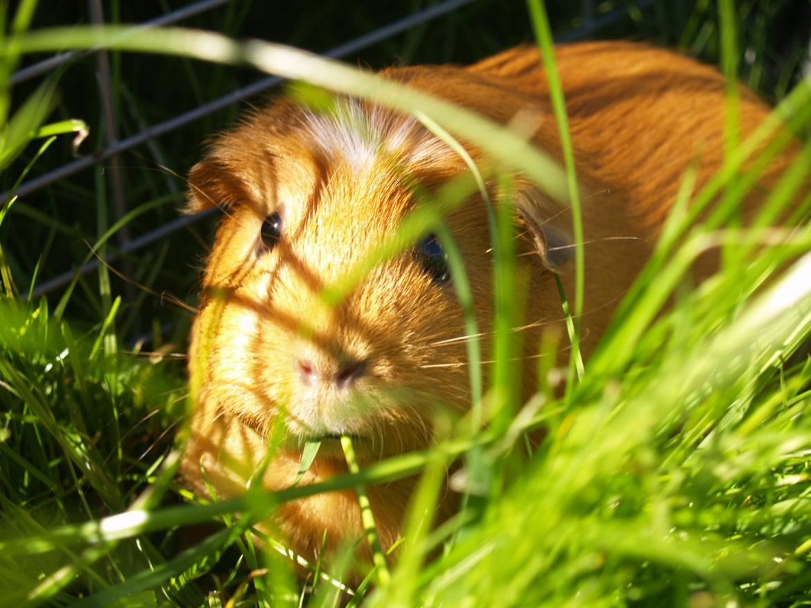 Marsvin Didi billede 19