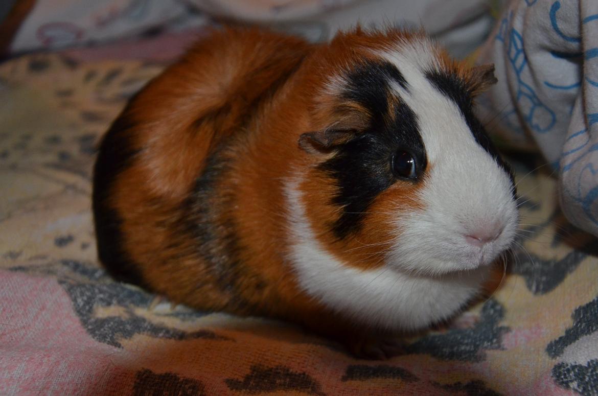 Marsvin Vip **R.I.P** billede 1