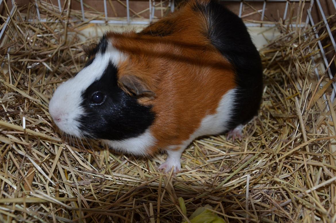 Marsvin Vip **R.I.P** billede 2