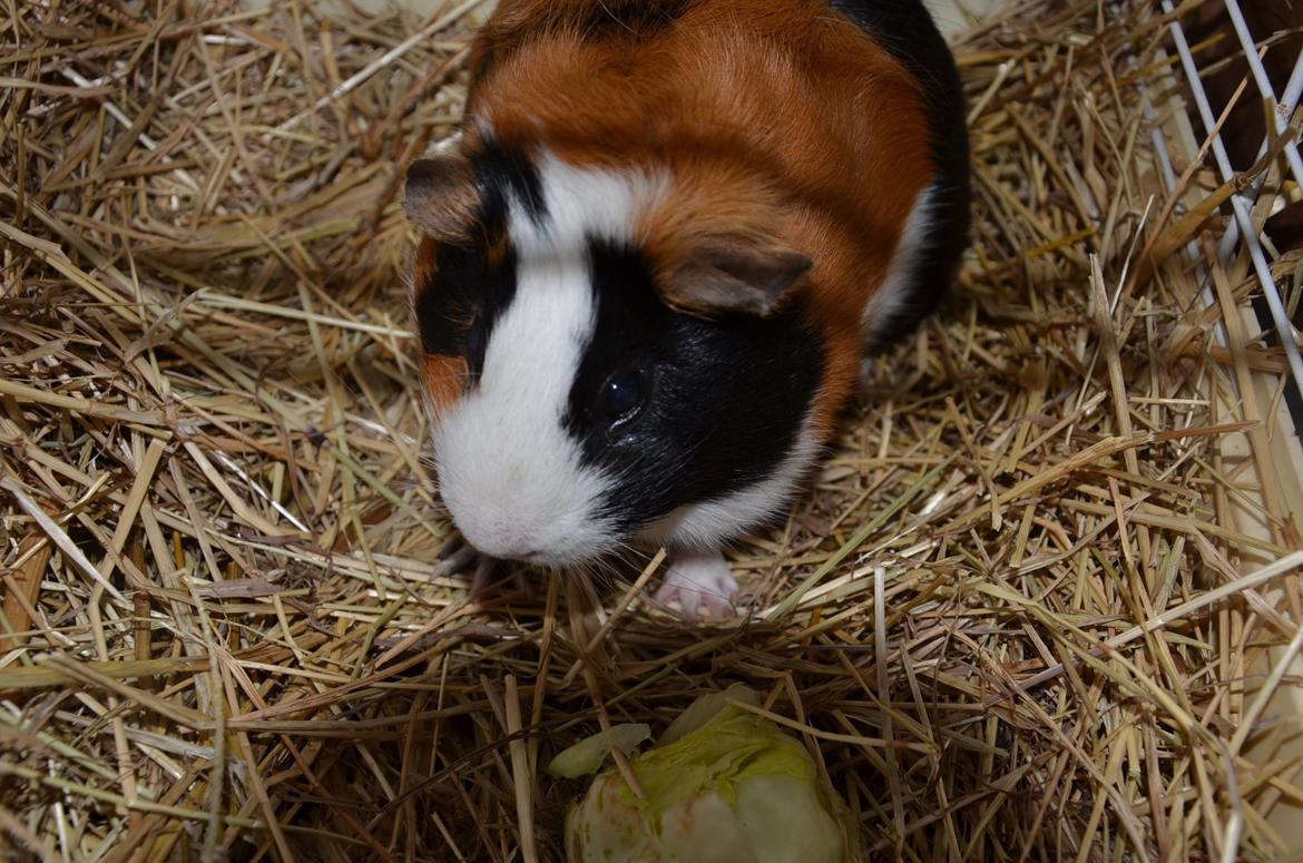 Marsvin Vip **R.I.P** billede 3