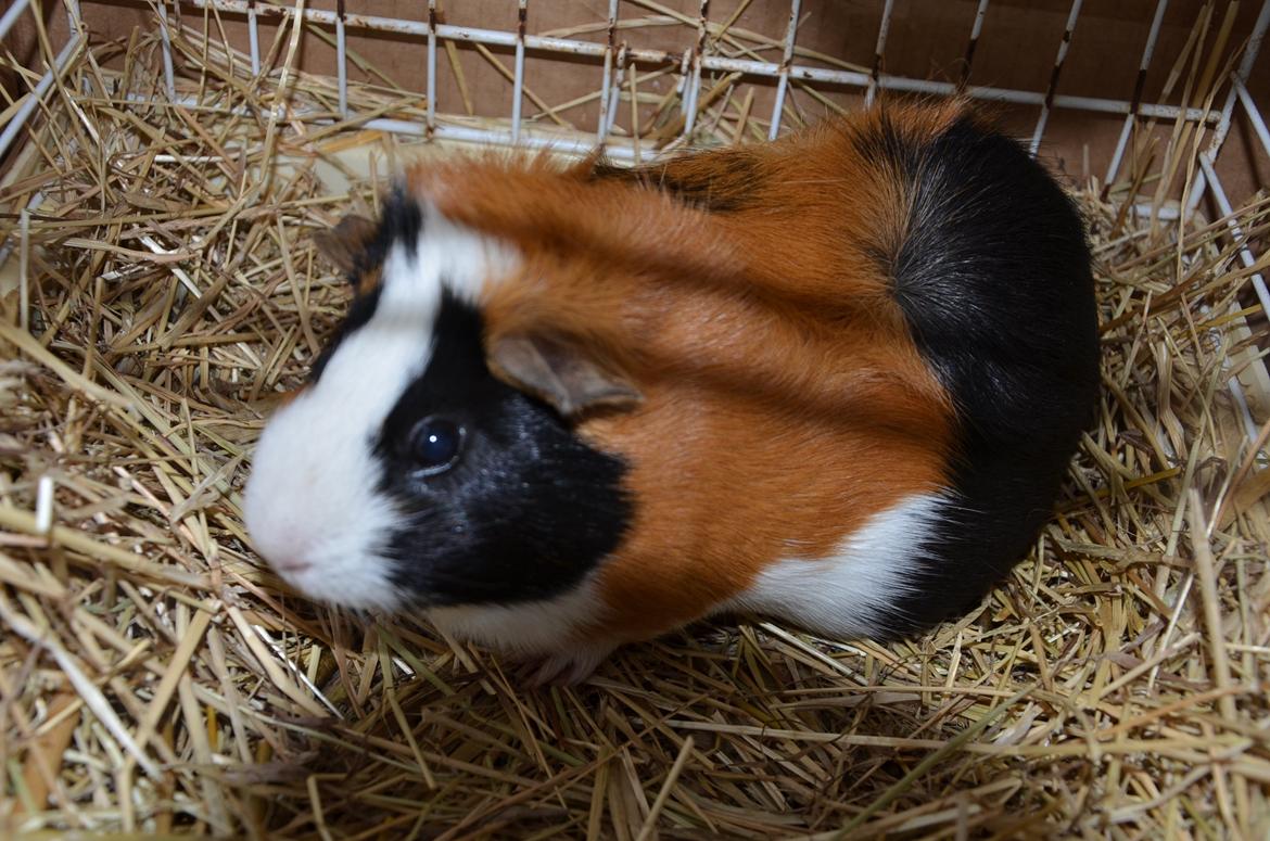 Marsvin Vip **R.I.P** billede 4