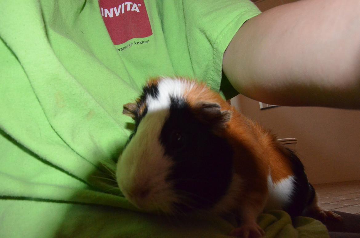 Marsvin Vip **R.I.P** billede 5