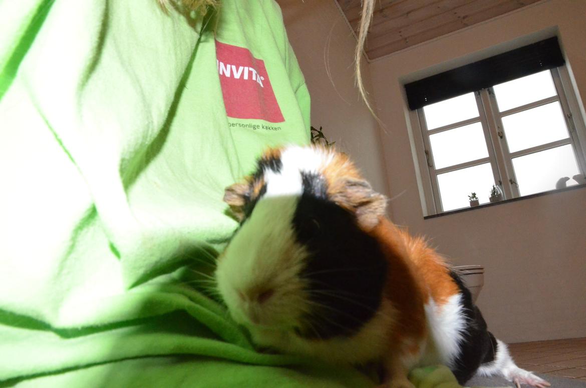 Marsvin Vip **R.I.P** billede 6