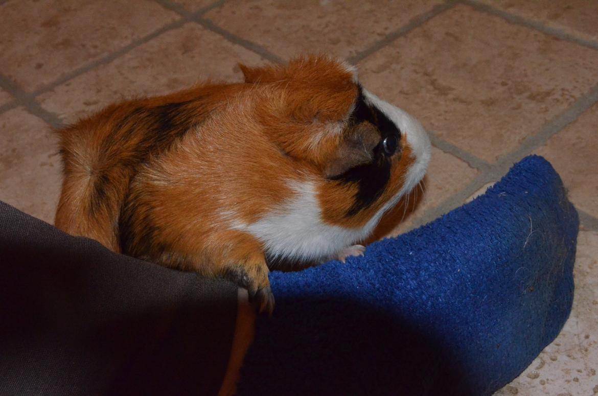 Marsvin Vip **R.I.P** billede 7