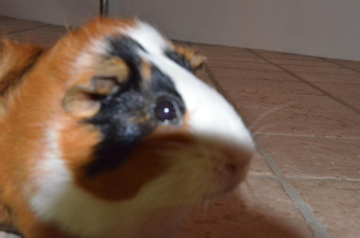 Marsvin Vip **R.I.P** billede 8