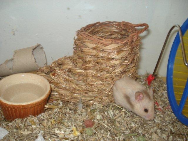 Hamster Simses Evita billede 15