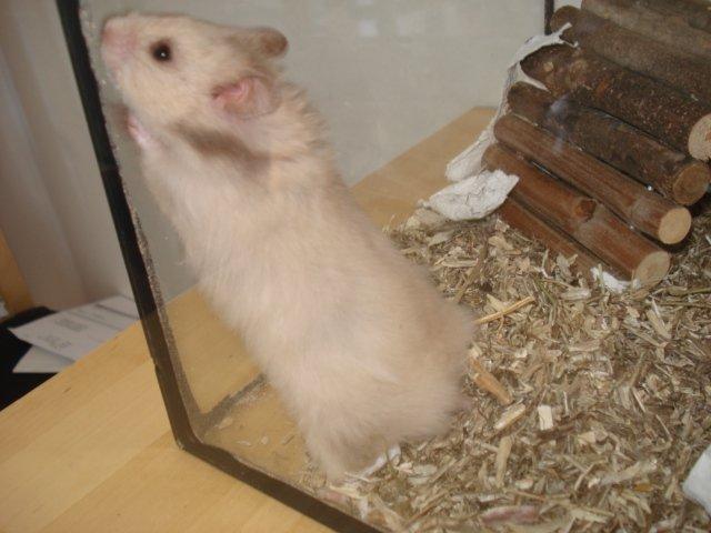 Hamster Simses Evita - Mon man kan komme ud denne vej? billede 16