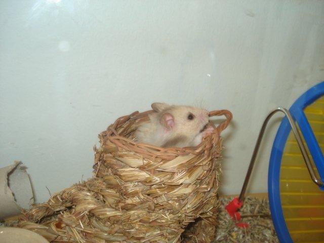 Hamster Simses Evita - skoen blir undersøgt :D <3 billede 17