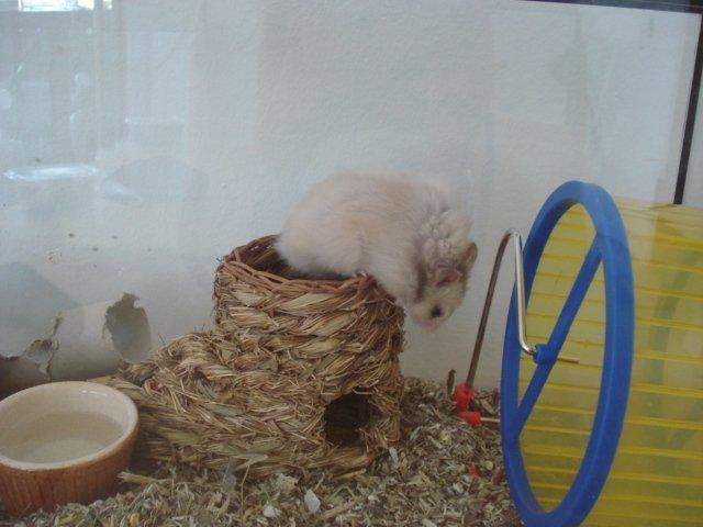 Hamster Simses Evita billede 18