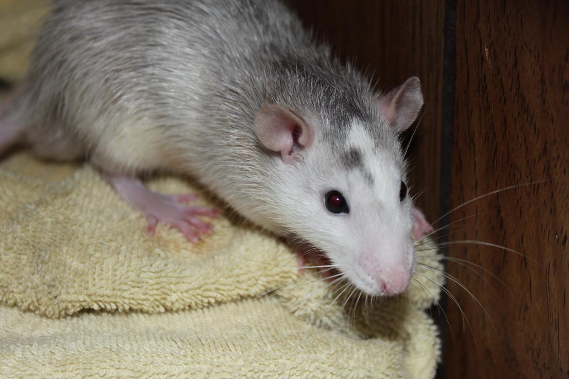 Tamrotte Filur <3 billede 1